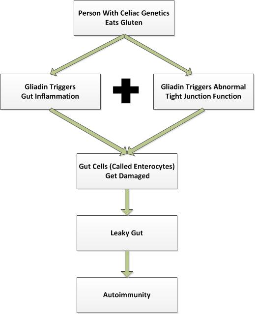 Celiac-Pathology