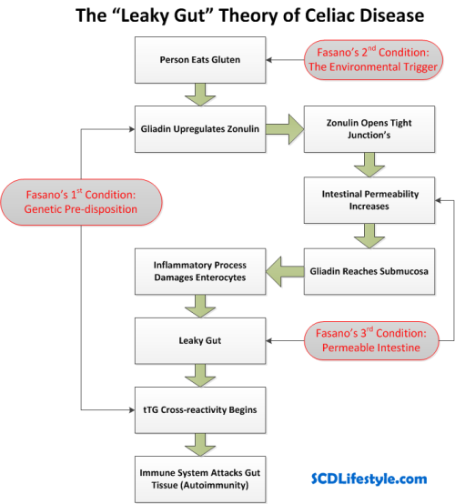 Leaky Gut Theory of Celiac Disease