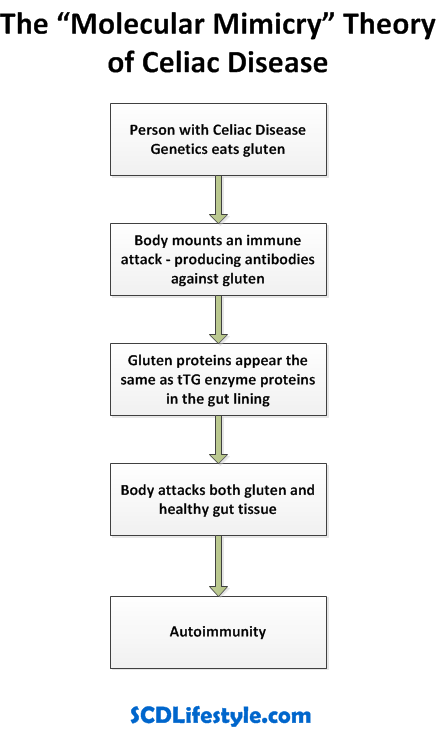 Molecular Mimicry Theory of Celiac Disease