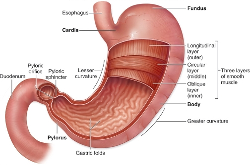 Hypochlorhydria: 3 Common Signs of Low Stomach Acid