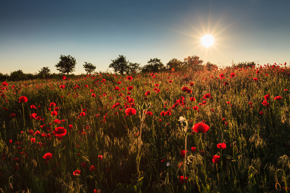 photo of poppy field