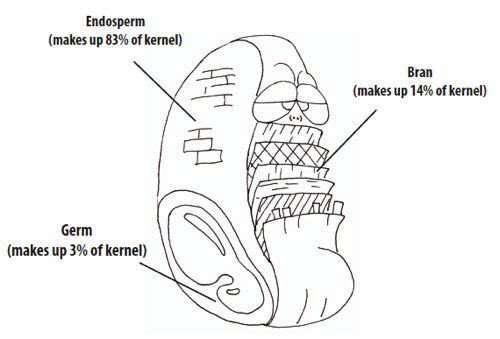 Cartoon simplifying gluten into endosperm, bran and germ