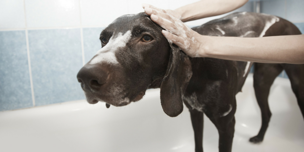 Dog getting bath