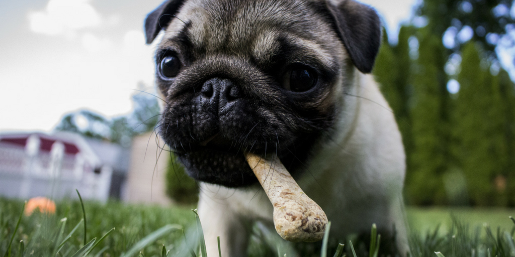 Pug with a biscuit