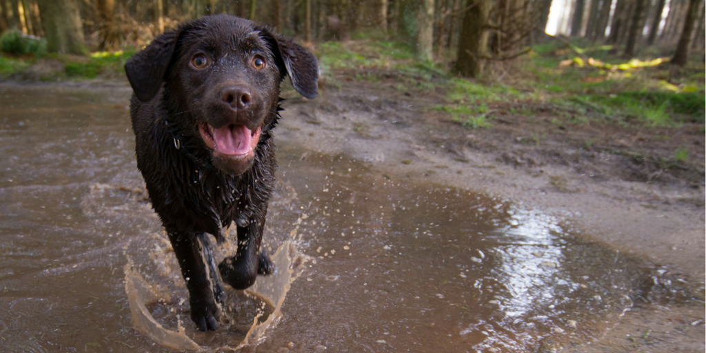 Muddy dog