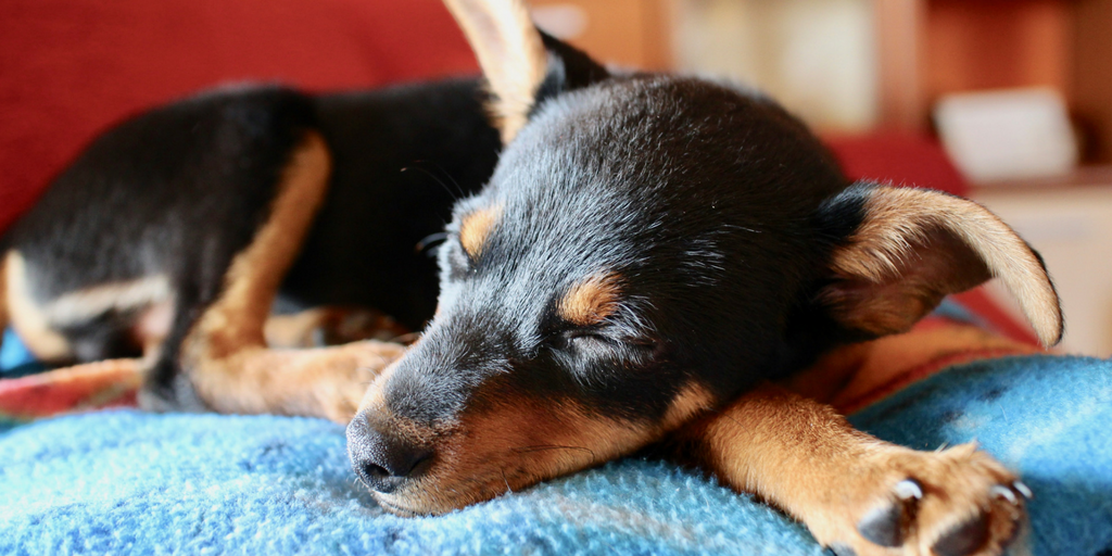 Napping dog