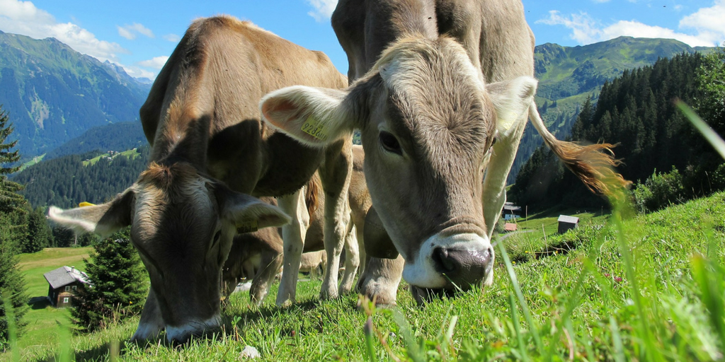 Happy grass-fed cows